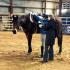 Horsemanship Clinic at UT Martin